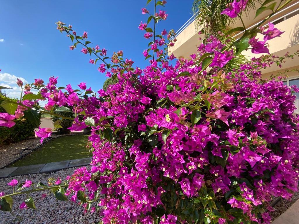 איה נאפה Nissi 3 View Holiday 2 Bedroom Apartment מראה חיצוני תמונה